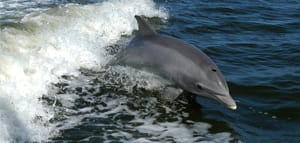 Cómo “gracias” es más eficiente que “pero”