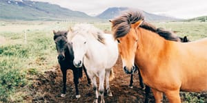 El líder animal que hemos perdido
