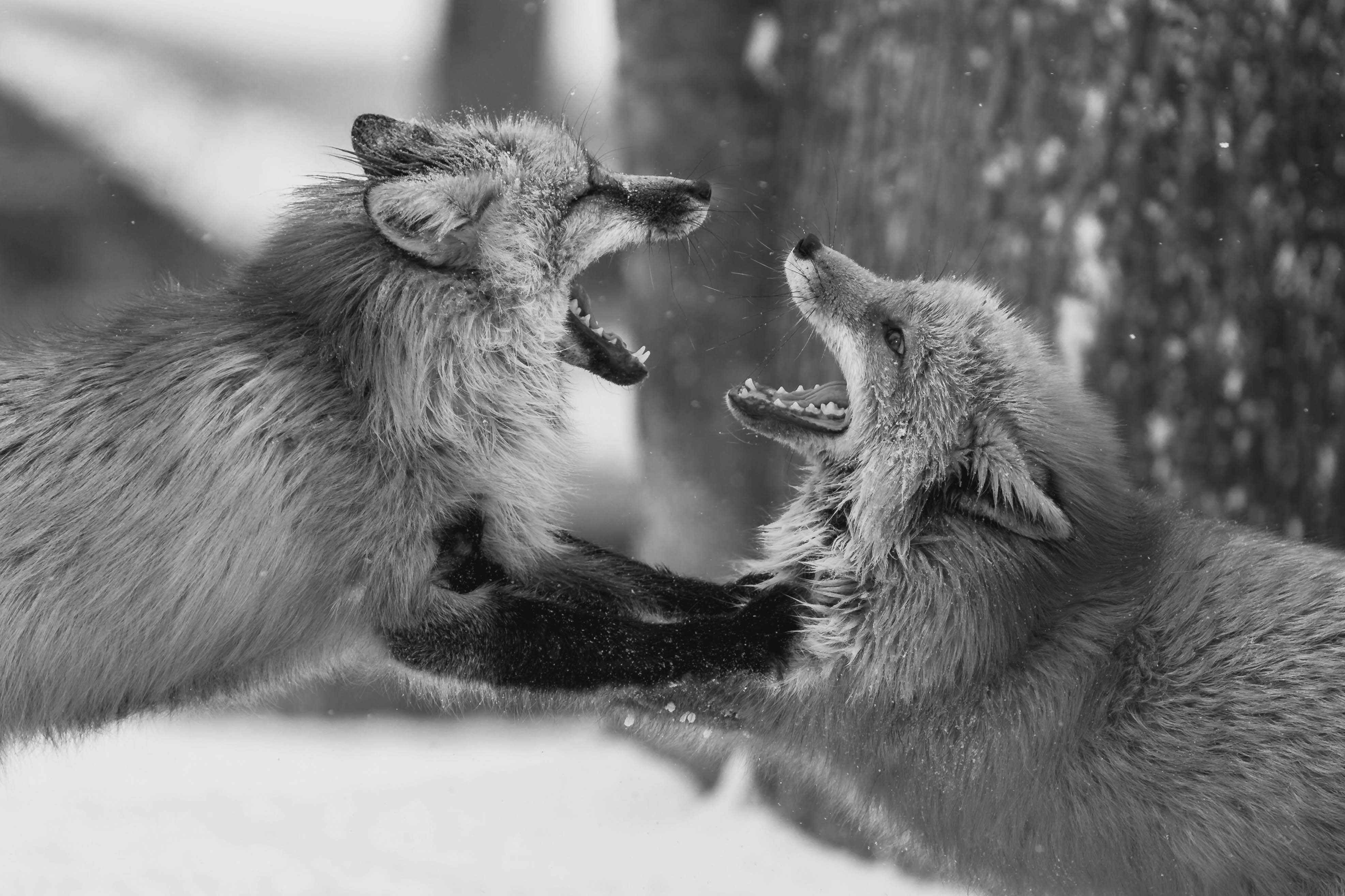 Eres mi jefe, y no me caes bien